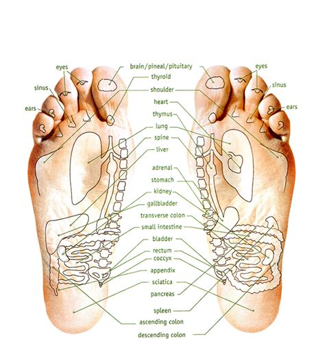 diagram human foot diagram mydiagramonline