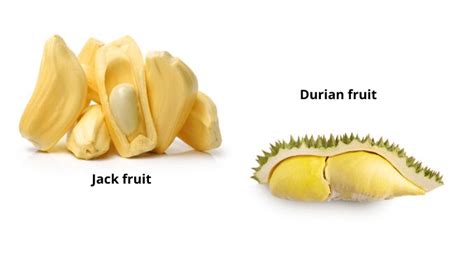 durian  jackfruit   difference foodthesiscom