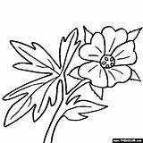 Coloring Geranium Flowers Flower Pages Cartoon Drawing Color Drawings Water 560px 65kb Clipart Getdrawings Geraniums Thecolor sketch template