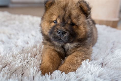 dog breeds   unbelievably cute puppies