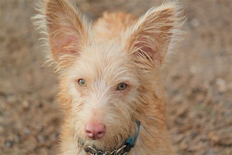 podengo portugues pequeno ernie foto bild tiere haustiere hunde