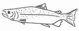 Salmon Coloring Sockeye Pages King Chinook Drawings Coho sketch template