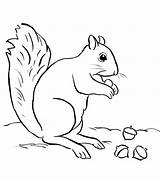 Coloring Squirrel Acorn Pages Printable Adults Kids sketch template