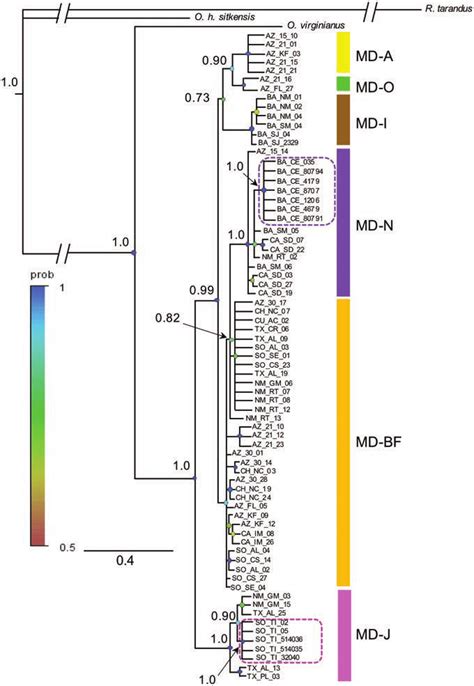 bayesian maximum clade credibility tree phylogram    scientific diagram