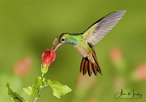 buff bellied hummingbird focusing  wildlife