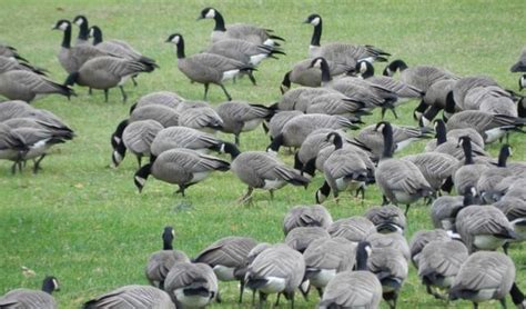 as canada goose populations recover northwest farmers pay the price