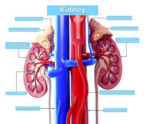 parts   human kidney healthfully