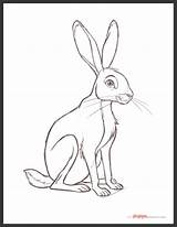 Jack Rabbit Drawing Getdrawings sketch template