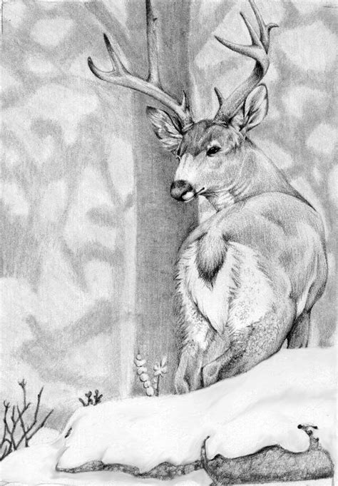 pin  ellen bounds  deer sketches pinterest deer sketch wildlife art  sketches