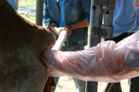 How Cows Inseminated The Development Of Local Cattle