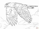Falcon Coloring Caracara Pages Drawing Northern Crested Peregrine Prairie Printable Template Falcons Skip Main sketch template