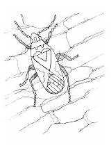 Bugs Coloring Bug Insects Pages True sketch template