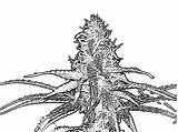 Weed Trippy Cannabis Designlooter sketch template