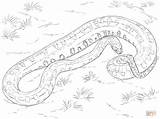 Anaconda Realista Serpent Sucuri Colorier Realistica Stampare Realistici Serpenti Kleurplaten Slang sketch template
