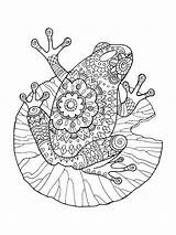 Frog Coloring Pages Adult Book Zentangle Adults Vector Illustration Color Printable Stress Stencil Anti Lines Lace Tattoo Bright Teens Colors sketch template
