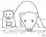 Polar Bear Coloring Pages Cub Bears Baby Drawing Printable Mother Arctic Animals Panda Cola Coca Express Mom Curious Cute Color sketch template