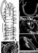 Afbeeldingsresultaten voor "polydora Paucibranchiata". Grootte: 133 x 185. Bron: www.researchgate.net