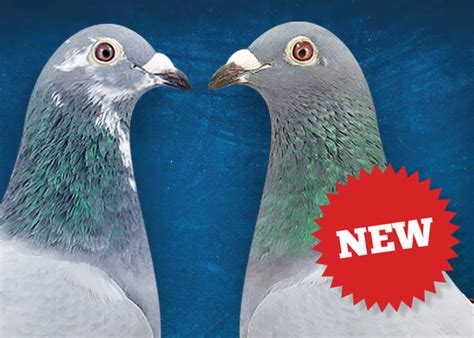 news sangers pigeons