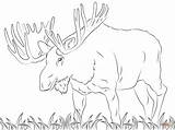 Moose Elch Malvorlage Ausmalbild Alce Alces Calf Deer sketch template