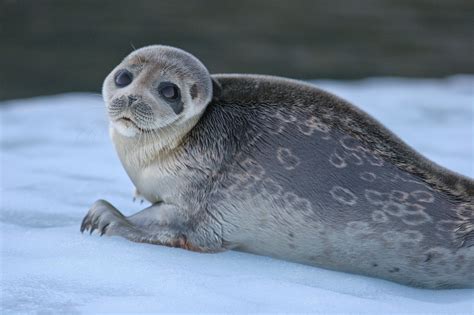 ringed seal north american animals cute seals arctic sea