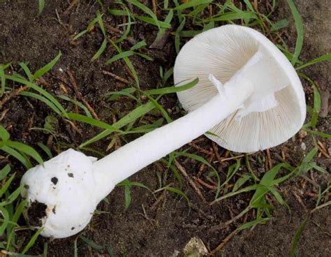 banner year  mushrooms fortunately    poisonings environment