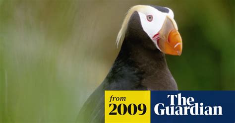Tufted Puffin Reported For First Time In Uk Environment The Guardian