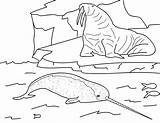 Mammal Silvestre Educativo sketch template