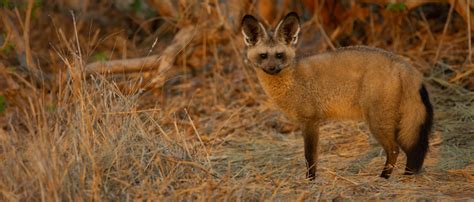 bat eared fox african wildlife foundation