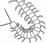 Centipede Coloring Pages Colorear Coloringcrew Colouring Insect Insects Tattoo Drawings Outline Choose Board sketch template