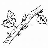 Branch Thorn Vector Leaf Coloring Illustration Drawing Drawn Hand Line Simple Book Plant sketch template