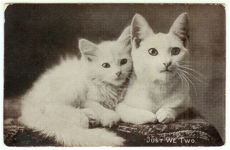 antique images vintage animal graphic cat clip art  cat