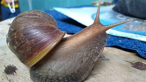 sea snail youtube