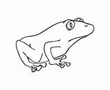 Frog Boubin sketch template