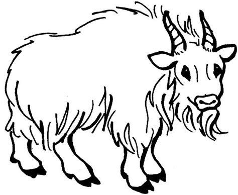 goat  mountain goat coloring pages  printable coloring pages