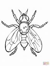 Fly Coloring Printable Pages Fruit Jar Clipart Drawing Firefly Color House Mason Getcolorings Horse Getdrawings Webstockreview sketch template