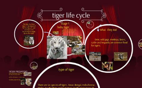 tiger life cycle  wei lin  prezi