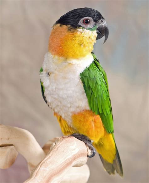 caiques images  pinterest parrots beautiful birds  amazon birds