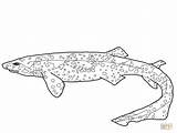 Shark Coloring Leopard Swell Sharks Pages Bamboo Template Online Supercoloring sketch template