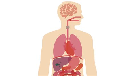 menselijk lichaam organen
