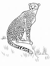 Cheetah Coloring Pages Running Color Print Getcolorings Cheetahs Printable sketch template
