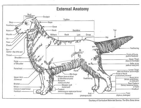 externalanatomy pure dog talk