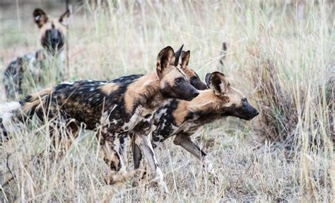 african painted dogs      fish eagle safaris