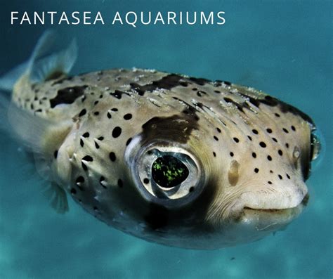 pufferfish  blowfish whats  difference fantasea aquariums
