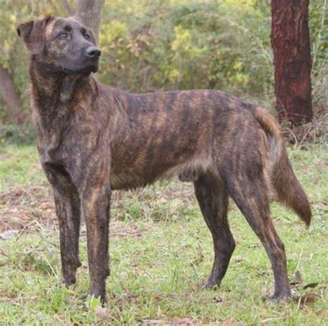 treeing tennessee brindle  mountain feist breed comparison