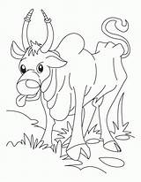 Ox Coloring Cartoon Popular Library Clipart sketch template