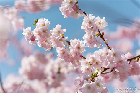 japanische bluetenkirsche prunus serrulata rosaceae baum  voller