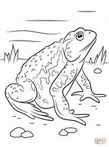 Toad Coloring Pages Asiatic Cane Reptiles Drawing Drawings 26kb Printable sketch template
