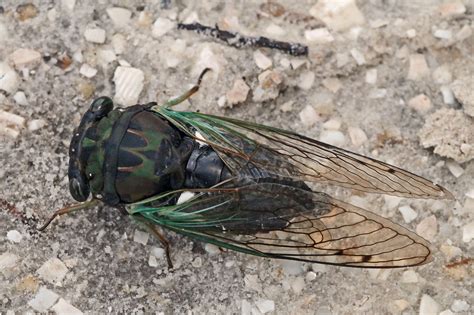 raising cicadas  captivity   entomologist