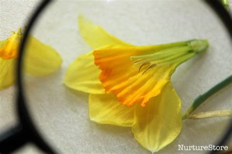 learning  daffodils parts   flower daffodils spring science lessons