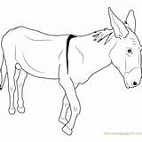 Donkey Coloring Pages Poor sketch template